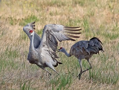 Sandhill Cranes _B060669.jpg