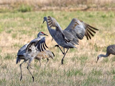 Sandhill Cranes _B060677.jpg