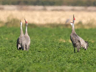 Sandhill Cranes _B100876.jpg