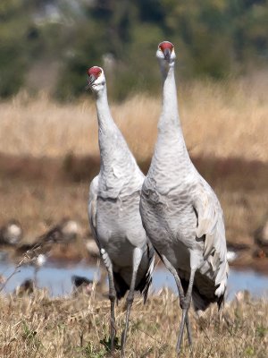 Sandhill Cranes _B100989.jpg