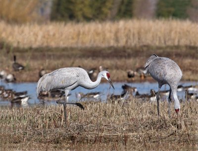 Sandhill Cranes _B101020.jpg