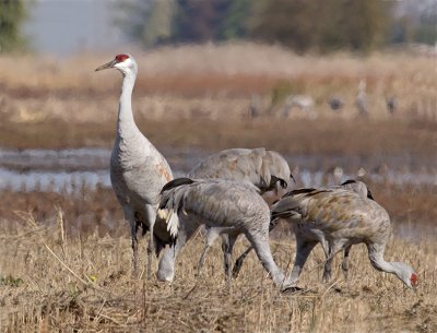 Sandhill Cranes _B101025.jpg