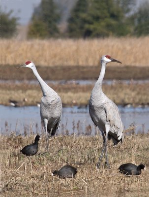 Sandhill Cranes _B101030.jpg