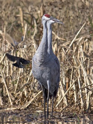 Sandhill Cranes and a Blackbird _B040364.jpg