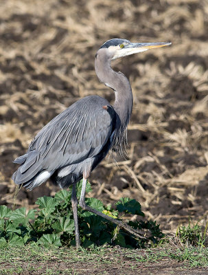Great Blue Heron _B060731.jpg