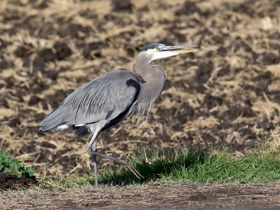 Great Blue Heron _B060743.jpg