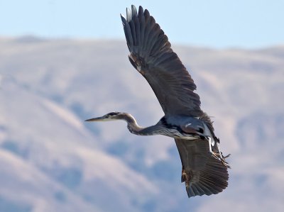 Great Blue Herons 2011