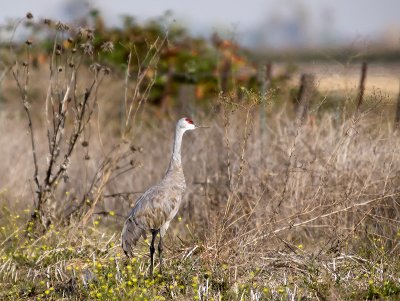 Sandhill Crane L _B100874.jpg