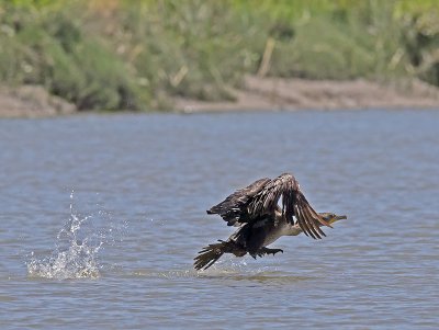 Cormorant _7185896.jpg