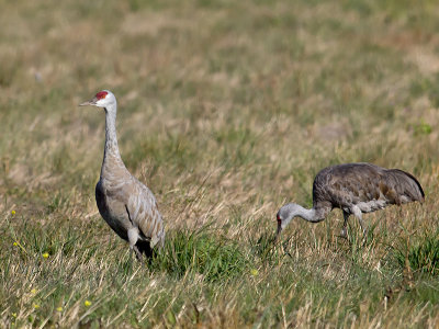 Sandhill Cranes _B100861.jpg