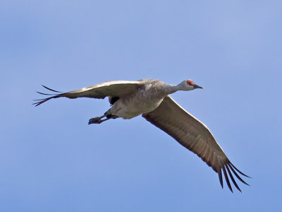Sandhill Crane _B100864.jpg