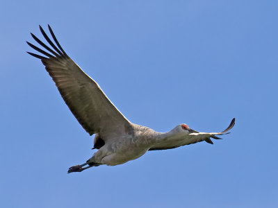 Sandhill Crane _B100865.jpg