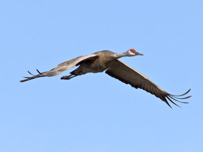 Sandhill Crane _B100888.jpg