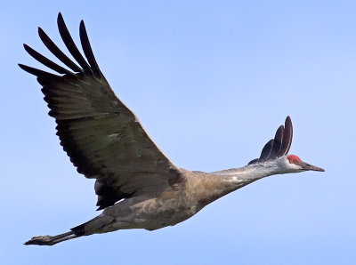 Sandhill Crane _B100894.jpg