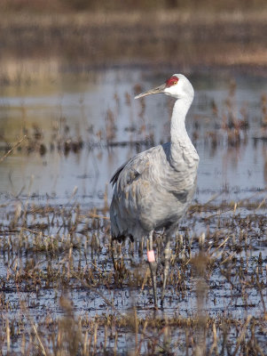 Sandhill Crane _B141065.jpg