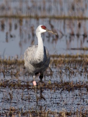 Sandhill Crane _B141070.jpg