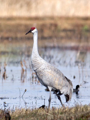 Sandhill Crane _B141072.jpg