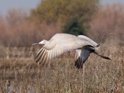 Sandhill Crane in the morning haze _B141093.jpg