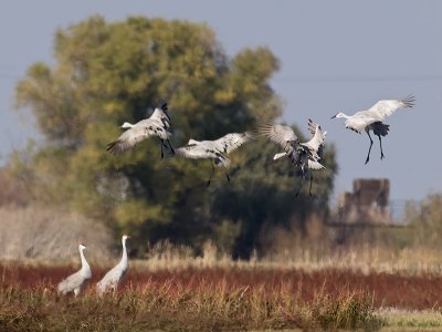 Sandhill Cranes _B141108.jpg