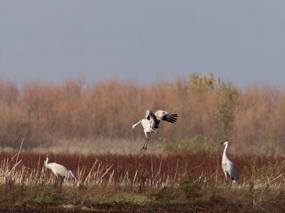 Cranes & Swans 2011