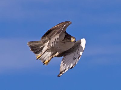 Ferruginous Hawk _C076301.jpg