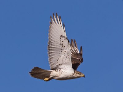 Ferruginous Hawk _C076304.jpg