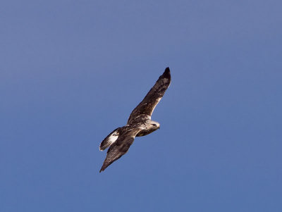 Rough-legged Hawk _C076199.jpg