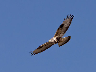 Rough-legged Hawk _C076202.jpg
