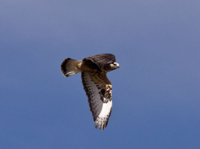 Rough-legged Hawk _C076212.jpg