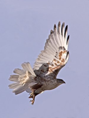Ferruginous Hawk _C076326.jpg