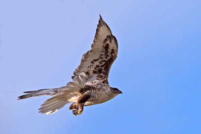 Ferruginous _C076328.jpg