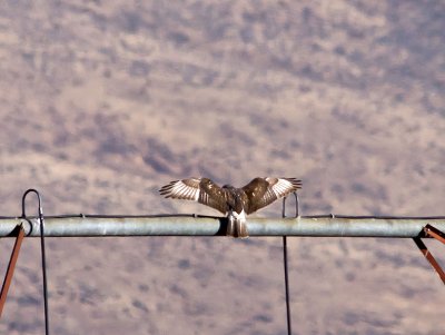 Rough-legged Hawk _C076352.jpg