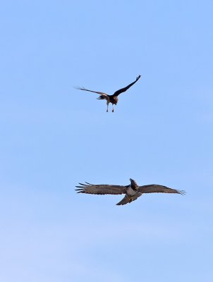 Hawk  Harrier _1077014.jpg