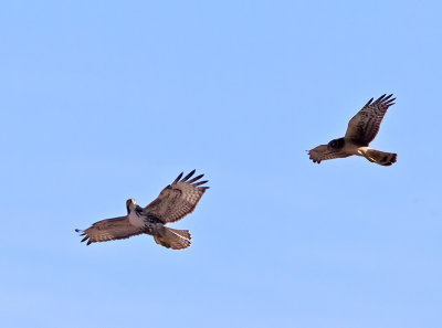 Hawk  Harrier _1077017.jpg