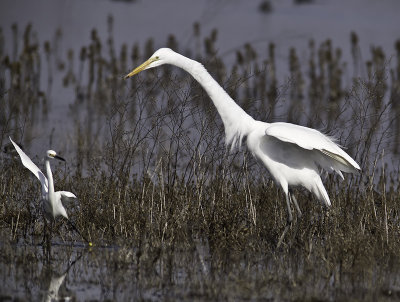 Egrets P1281212.jpg