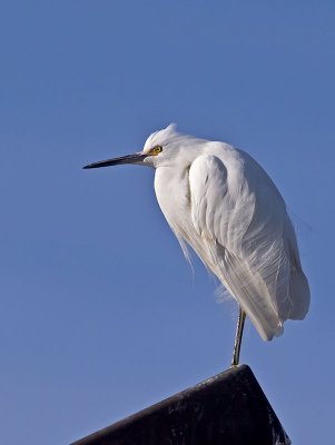 Snowy-Egret-P2051305.jpg
