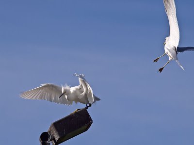 Snowy-Egret--Gull-P2051315.jpg