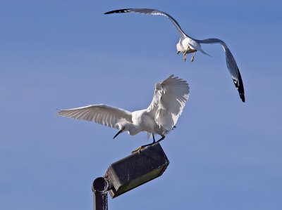 Snowy-Egret--Gull-P2051316.jpg