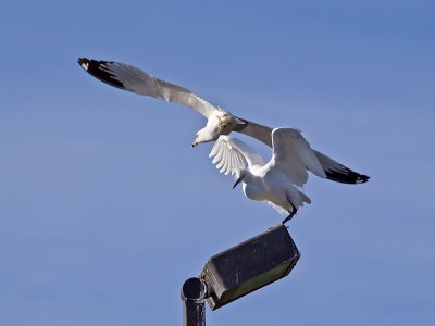 Snowy-Egret--Gull-P2051317.jpg