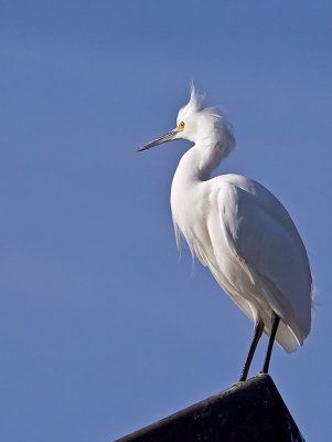 Snowy-Egret-P2051318.jpg