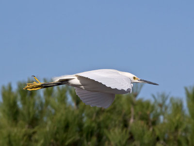 Snowy-Egret-P2051320.jpg