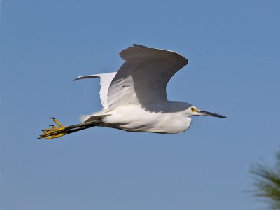 Snowy-Egret-P2051321.jpg