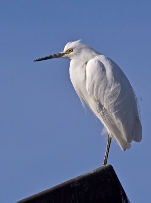 Snowy-Egret-P2051312.jpg