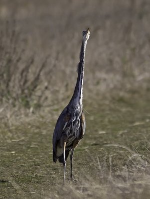 Great Blue Heron P1120512.jpg