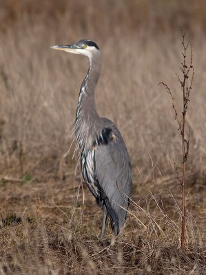 Great-Blue-Heron-P1140754.jpg