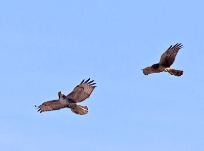 Hawk--Harrier-_1077017.jpg