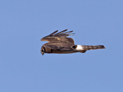 Northern-Harrier-adult-female-_1077094.jpg