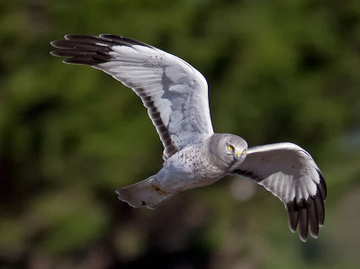 Northern-Harrier-adult-male-P1120450.jpg