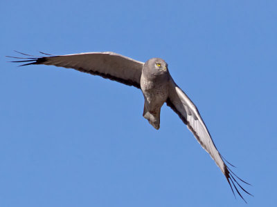 Northern-Harrier-adult-male-P1120549.jpg
