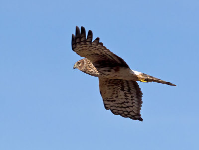 Northern-Harrier-female-P1089422.jpg